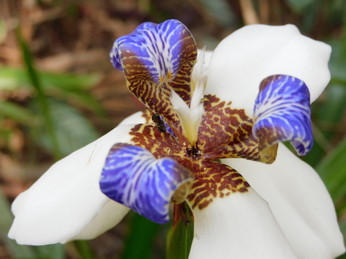 Image of White Walking Iris (Trimezia candida) by (c) Ana Cristina Almeida, some rights reserved (CC BY-SA)