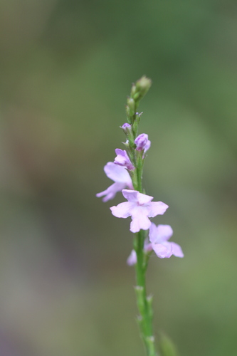 Image of Verbena xutha by (c) Rich Sommer, some rights reserved (CC BY)