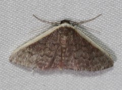 Idaea costaria