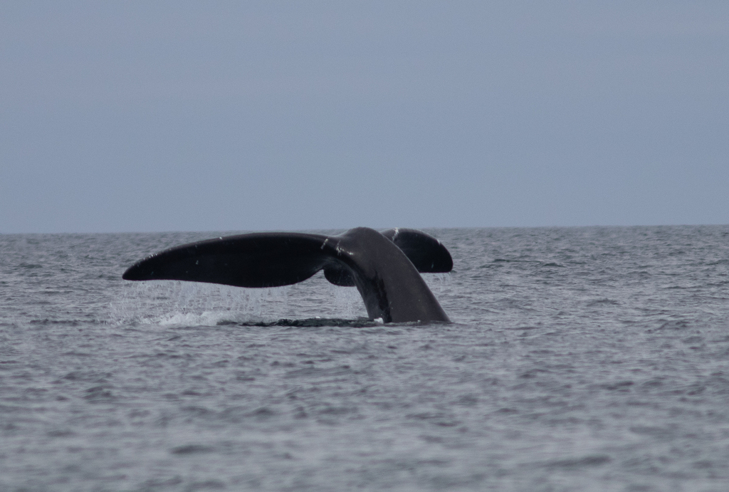 North Atlantic right whale raising its broad black tail flukes