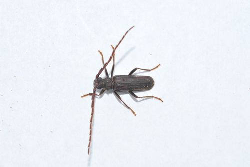 Monodesmus atratus