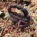 Tityus forcipula - Photo (c) Juan Manuel de Roux, some rights reserved (CC BY-NC), uploaded by Juan Manuel de Roux