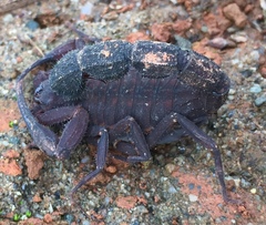 Tityus forcipula