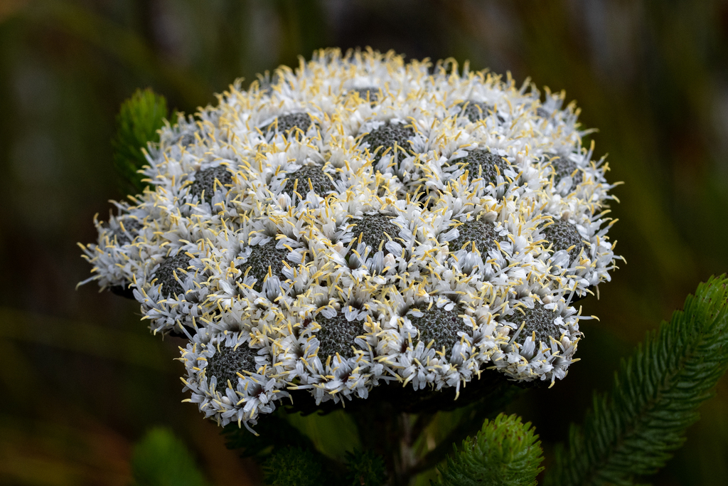 Berzelia albiflora (Berzelia albiflora)