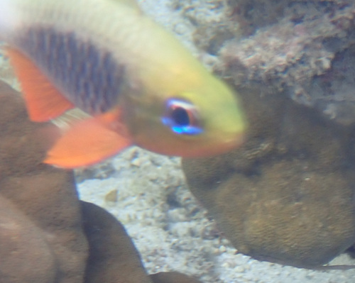 Griffin's cardinalfish (Ostorhinchus griffini) — Apogonidae — 5