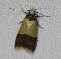 Heteroteucha dichroella
