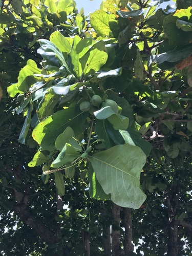 Terminalia catappa image