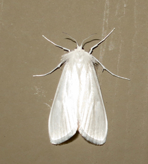 Rupela albina