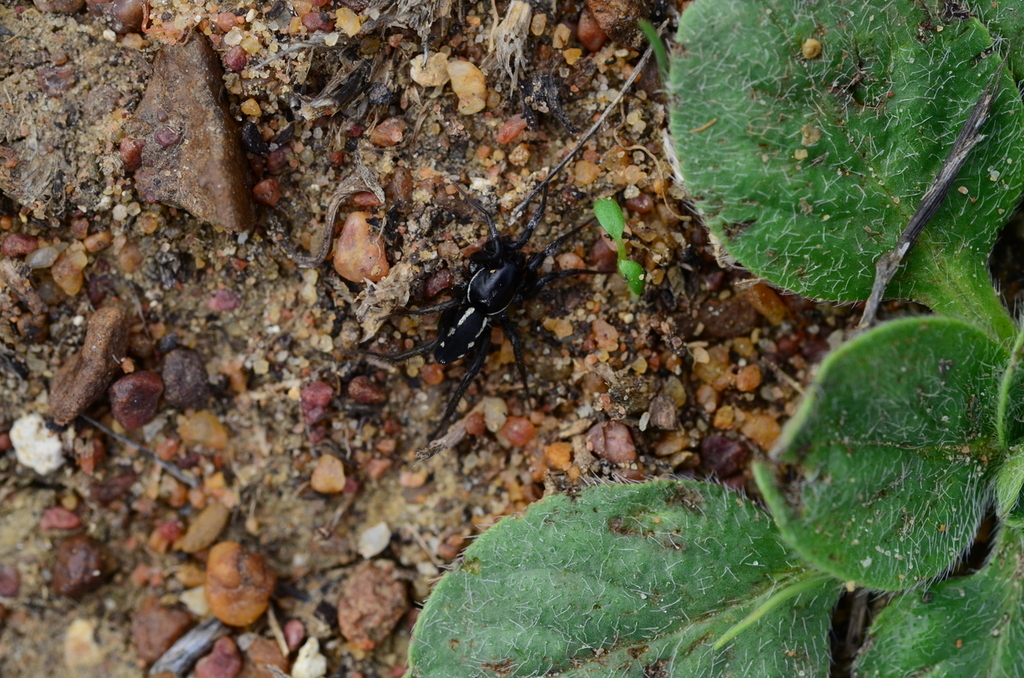 Drassodella vasivulva