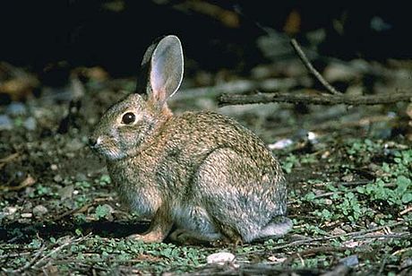 Brush Rabbit