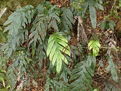 Blechnum colensoi