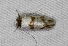 Isomoralla gephyrota