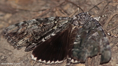 Catocala lacrymosa