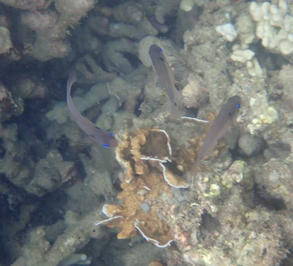 Blackspot Cardinalfish