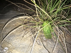 Physemacris variolosa