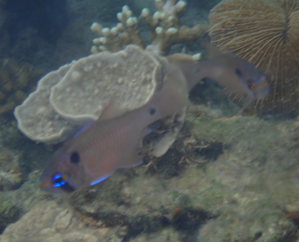 Twinspot Cardinalfish