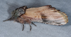 Ianassa pallida
