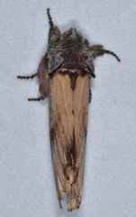 Ianassa pallida