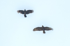 Buteo buteo