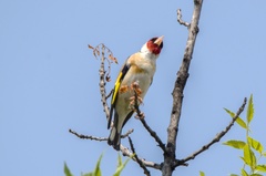 Carduelis carduelis