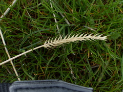 Agropyron fragile