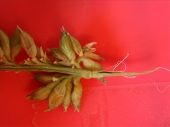 Echinochloa crus-pavonis macera