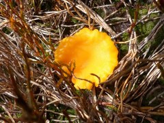 Hygrocybe elegans