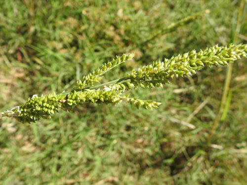 (Echinochloa crus-pavonis var. macera)