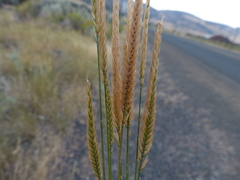 Agropyron fragile