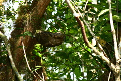 Squamellaria kajewskii