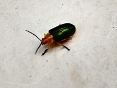 Cacoscelis marginata