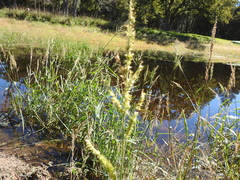 Echinochloa crus-pavonis macera