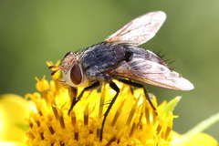 Archytas marmoratus