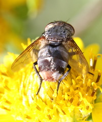 Archytas marmoratus