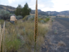 Agropyron fragile