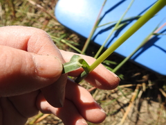 Echinochloa crus-pavonis macera