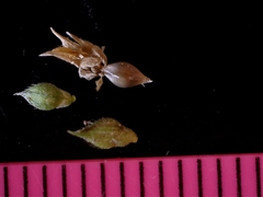 Echinochloa crus-pavonis macera