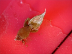 Echinochloa crus-pavonis macera