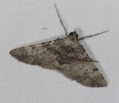 Syneora adelphodes