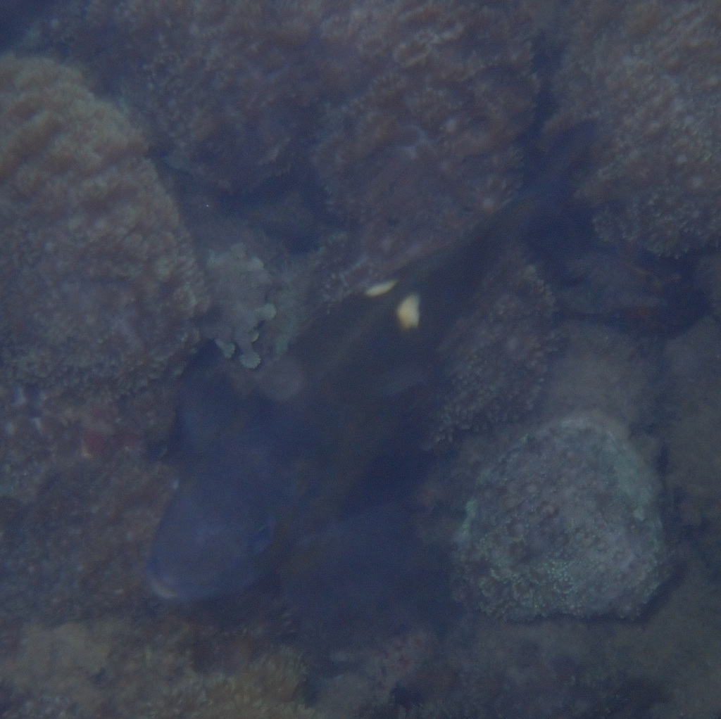 Pale-spot Damsel