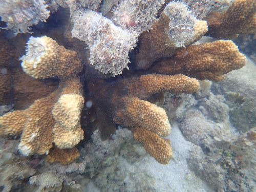 Catch Bowl Coral