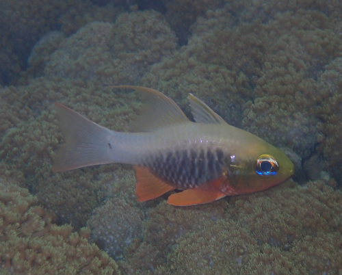 Griffin's cardinalfish (Ostorhinchus griffini) — Apogonidae — 4