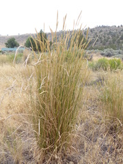 Agropyron fragile