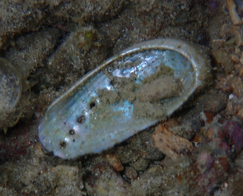 ミミガイ