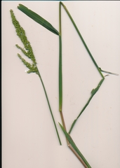 Echinochloa crus-pavonis macera