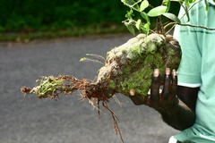 Squamellaria kajewskii