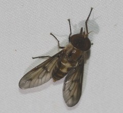 Tabanomorpha