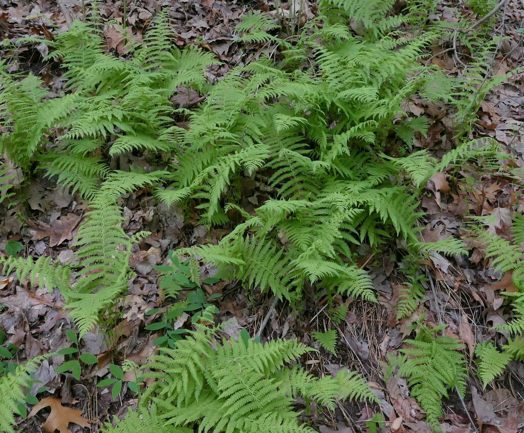 New york fern from barcroft park arlington va usa on may 1 2023 at