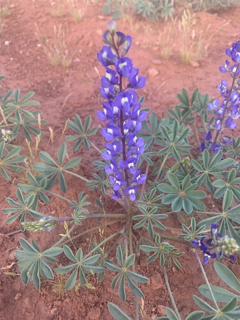 Rusty lupine