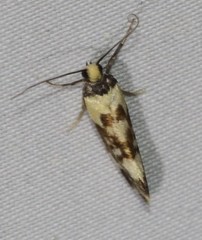 Lactura cristata